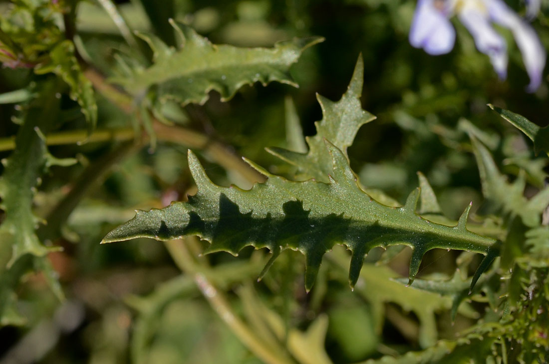 Laurentia axillaris